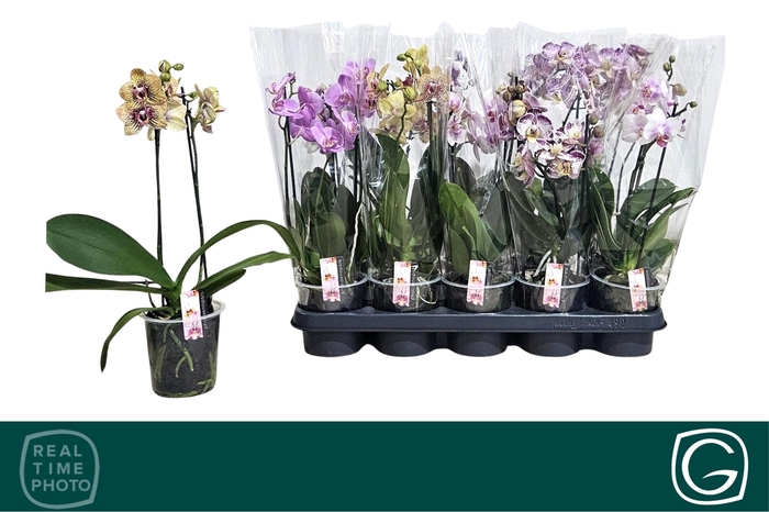 <h4>PHAL MF GEM 4 KL</h4>