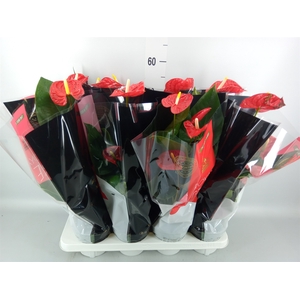 Anthurium andr. 'Madural'