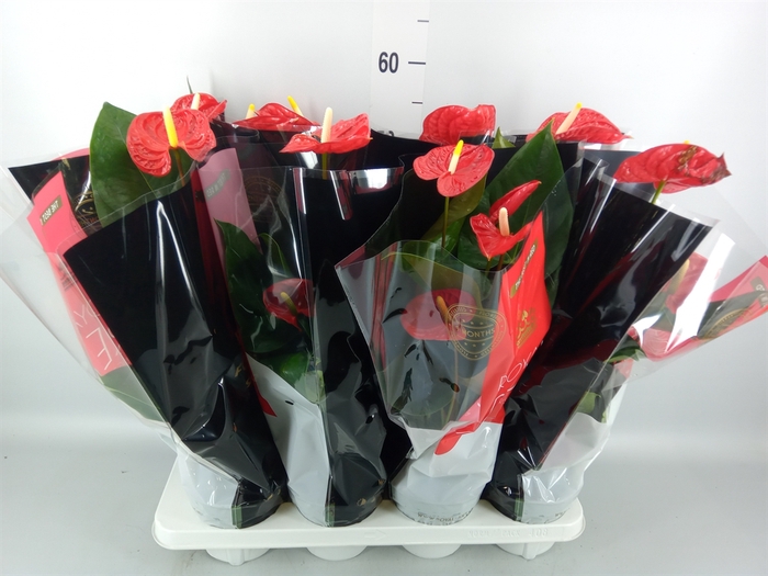 <h4>Anthurium andr. 'Madural'</h4>