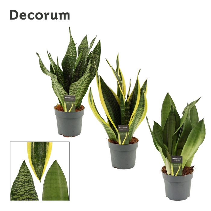 <h4>Sansevieria Super Mix 14 cm (Decorum)</h4>