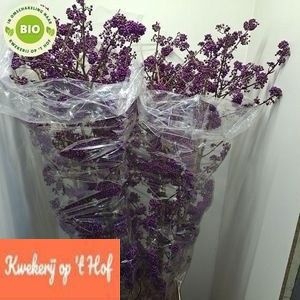 <h4>CALLICARPA BOD PROFU</h4>