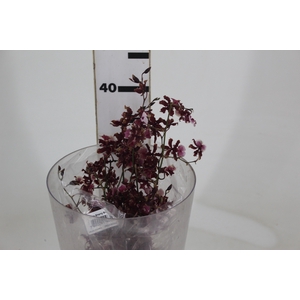 ONCIDIUM SHARRY BABY 040 CM