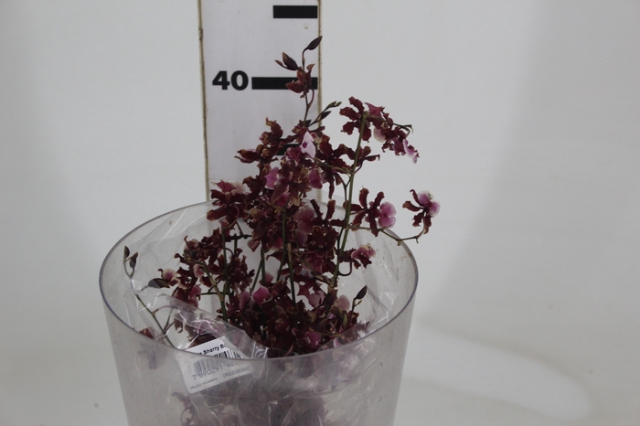ONCIDIUM SHARRY BABY 040 CM