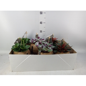 Planten Groen   ...mix  3