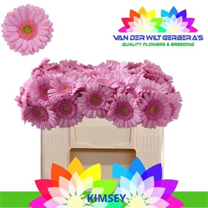 <h4>Ge Mi Kimsey</h4>