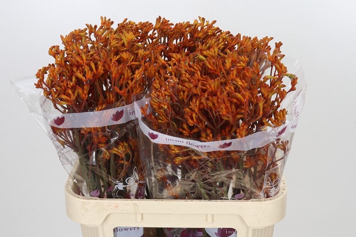 <h4>Anigozanthos Golden Girl</h4>