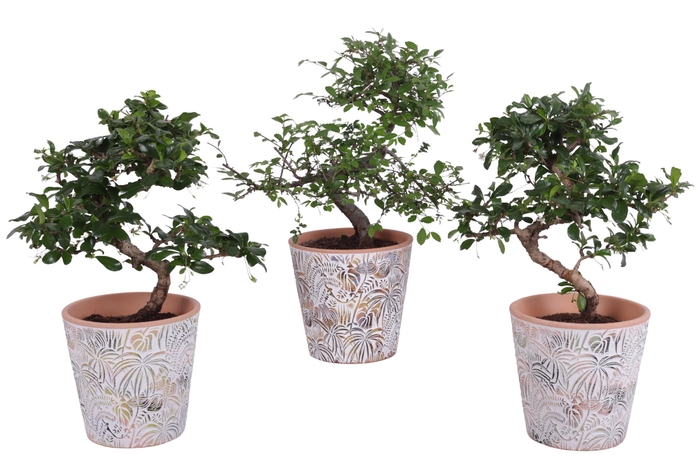 <h4>Bonsai Indoor Mix Ø12cm S-Shape in Ø 14cm Ceramic Pot Jungle</h4>