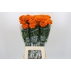 Tagetes Marigold Promise Orange