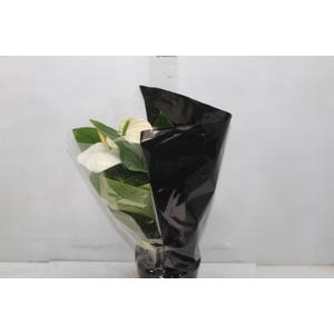 ANTHURIUM ALASKA P17 PREMIUM