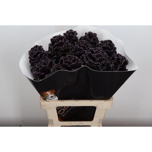 Brassica (fr) Wx Choco