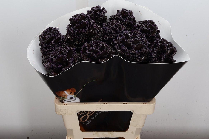 <h4>Brassica (fr) Wx Choco</h4>