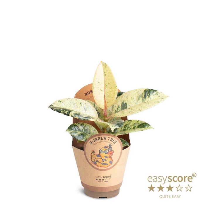 <h4>FICUS ELASTICA p9 Shivereana papercover</h4>