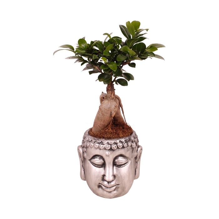 <h4>Ficus m. Ginseng pot ø09cm in ø13cm Chinese Silver Buddha</h4>