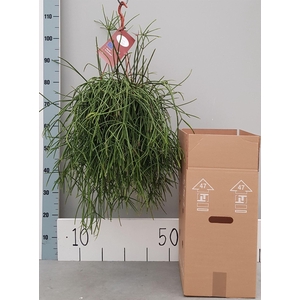 Rhipsalis   ...