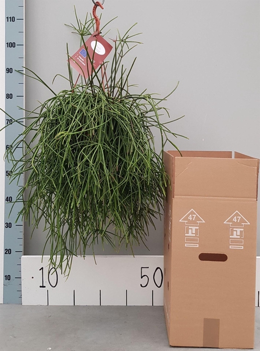 <h4>Rhipsalis ...</h4>