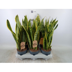 Sansevieria trifa. 'Laurentii'