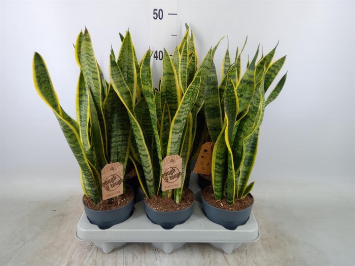 <h4>Sansevieria trifa. 'Laurentii'</h4>