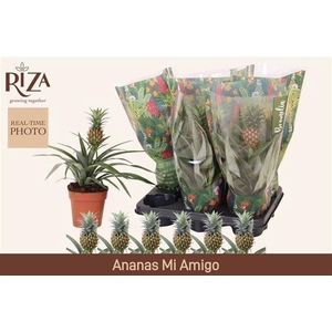ANANAS MI AMIGO