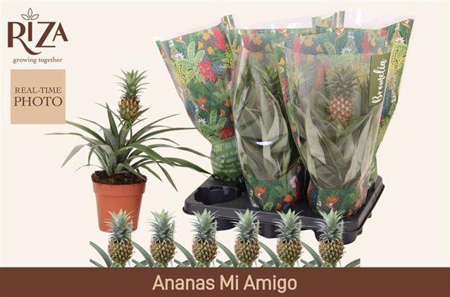 <h4>ANANAS MI AMIGO</h4>