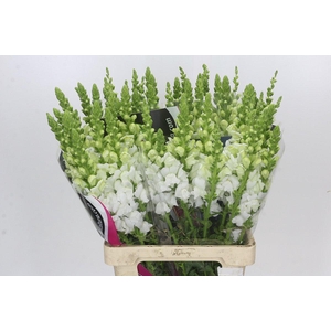 Antirrhinum Potomac White