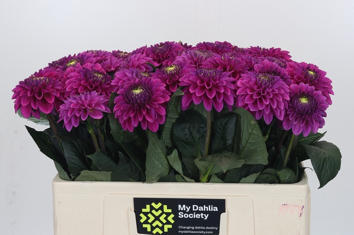 Dahl Purple Fox