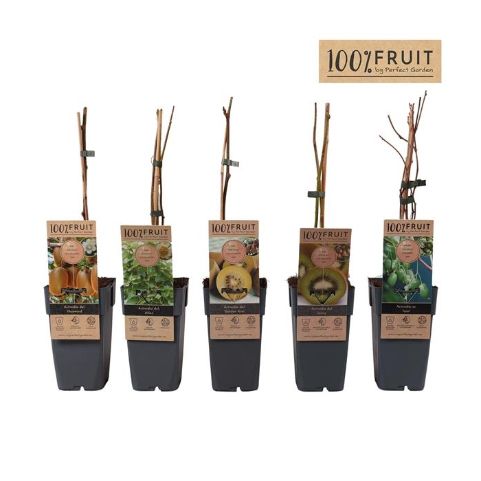 <h4>Actinidia mix tray P15</h4>