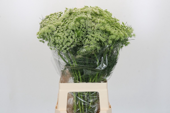 <h4>Ammi Visnaga</h4>