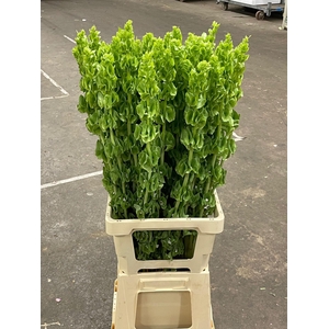 MOLUCCELLA LAEVIS