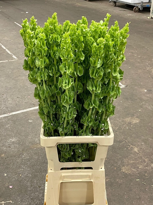 <h4>MOLUCCELLA LAEVIS</h4>