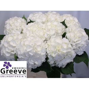 Hydr Verena White Greeve