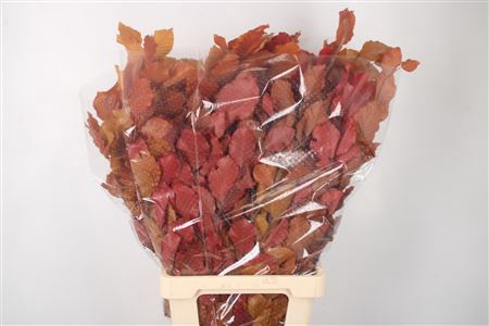 Stabi Beuk Autumn Mix Per Bunch
