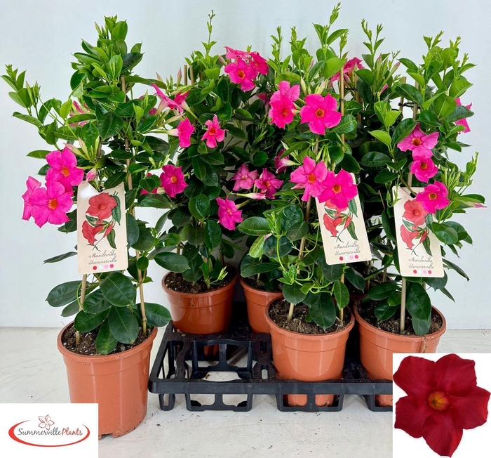 <h4>MANDE SUN EARLY PINK</h4>