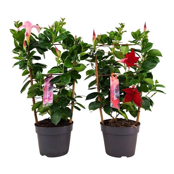 <h4>Mandevilla Sundaville mixkar</h4>