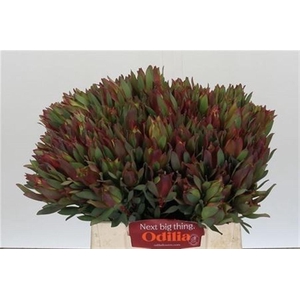 Kaaps Sabulosumm Spray