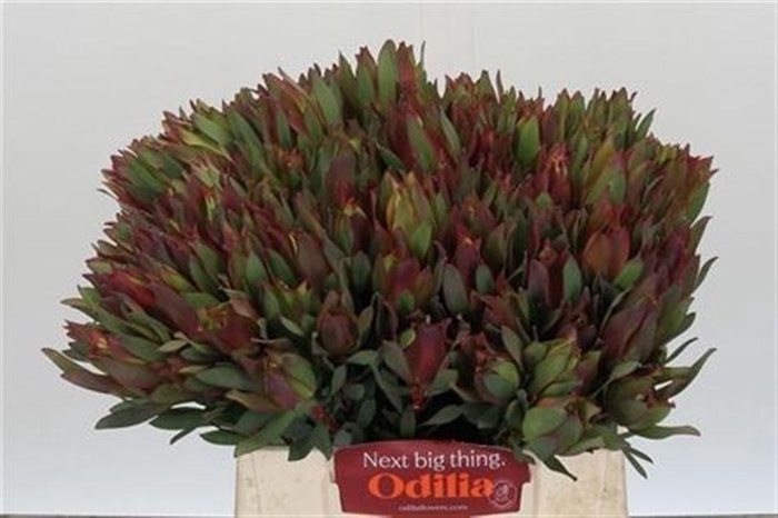 <h4>Kaaps Sabulosumm Spray</h4>