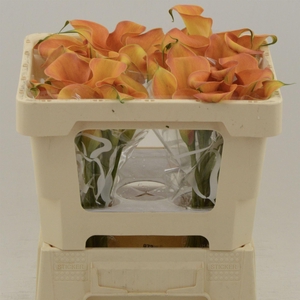 Calla Orange Beauty