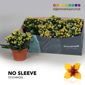 Kalanchoe No Sleeve - Tiger Yellow Single