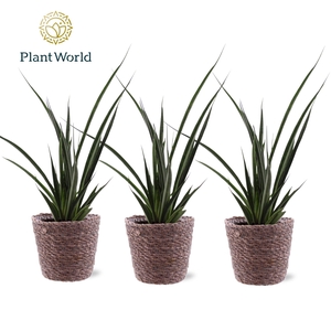 Sansevieria kirkii 'Friends' trendy mand