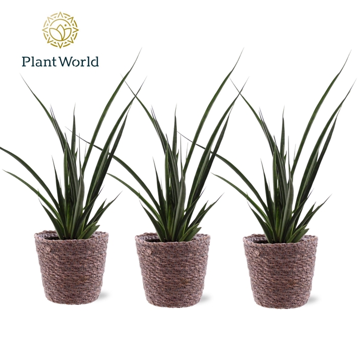 <h4>Sansevieria kirkii 'Friends' trendy mand</h4>