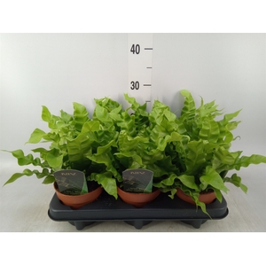 Asplenium nidus 'Crispy Wave'
