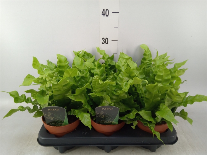 <h4>Asplenium nidus 'Crispy Wave'</h4>