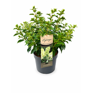 Hydrangea Pan. Magical Matterhorn