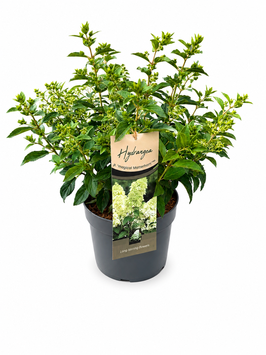<h4>Hydrangea Pan. Magical Matterhorn</h4>