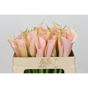Zantedeschia Eydolls Salmon
