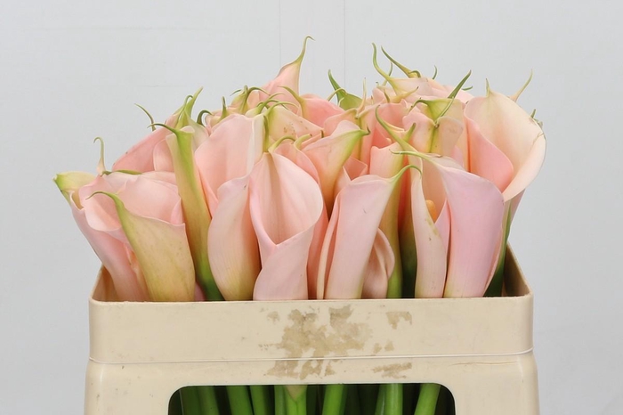 <h4>Zantedeschia Eydolls Salmon</h4>