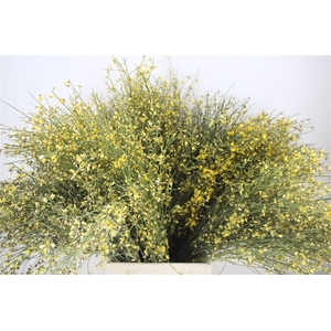 Ginster 300gr Yellow P Bunch