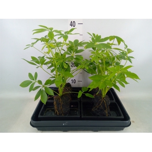 Arr.   Kamerplant Groen H%