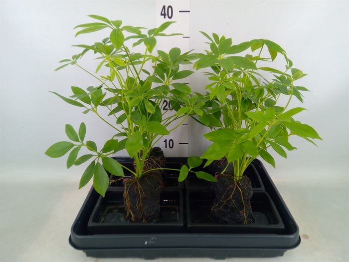 <h4>Arr.   Kamerplant Groen H%</h4>