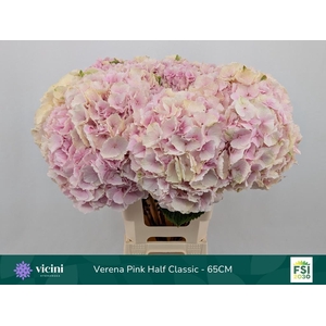Hydr M Ch Verena Cl