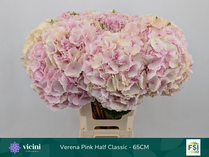 <h4>Hydr M Ch Verena Cl</h4>